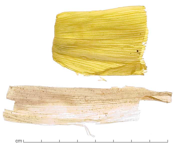 Zea mays husks (infloresecence parts)
