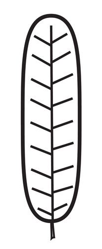 oblong leaf