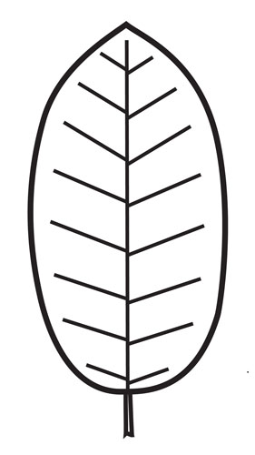 elliptic or oval leaf