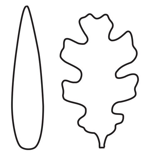 bilateral symmetry