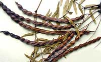 typical looking leguminous pods