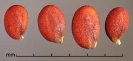  seeds 
