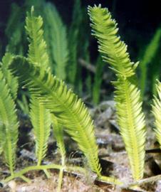  detail of fronds in above photo; photo: copy; R. Woodfield, Merkel amp; Associates 