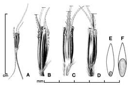  A, sessile spikelet, including callus and awn; Bndash;D, sessile spikelet with two pedicels; B, side view; C, dorsal view; D, ventral view; E, caryopsis in ventral view; F, caryopsis in dorsal view; drawing by Lynda E. Chandler 
