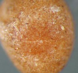    Cuscuta australis   hilum of seed 