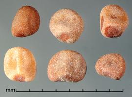    Cuscuta japonica    Choisy. seeds 