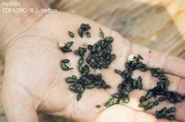  turions; photo: R.J. Helton copy; California Department of Food amp; Agriculture/Integrated Pest Control 