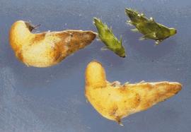  tubers and turions; photo: John Clayton copy; National Institute of Water amp; Atmospheric Research, New Zealand (NIWA) 