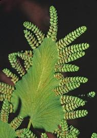  fertile leaflet, detail; photo: copy; Amy Ferriter, State of Idaho, Bugwood.org 