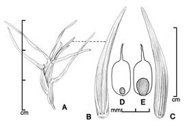  A, fruiting culm; Bndash;C, spikelet in two views; D, caryopsis in ventral view; E, caryopsis in dorsal view; drawing by Lynda E. Chandler 