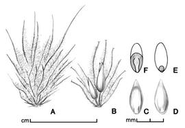  A, fascicle of bristles enclosing spikelet(s); B, cluster of two spikelets in fascicle (some bristles removed); Cndash;D, floret in two views; E, caryopsis in ventral view; F, caryopsis in dorsal view; drawing by Lynda E. Chandler 
