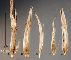  A-B, spikelets enclosed in leaf sheaths; Cndash;E, spikelets 