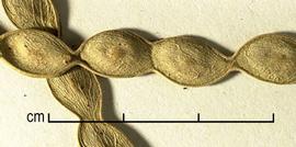  pod, detail 