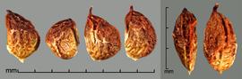    Rubus plicatus   Weihe amp; Nees drupelets; dorsal view (right) 