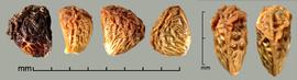    Rubus rosaceus   Weihe amp; Nees drupelets; dorsal view (right) 