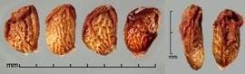    Rubus vulgaris    Weihe amp; Nees drupelets; dorsal view (right) 