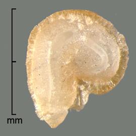  longitudinal section of seed showing embryo (in part) 
