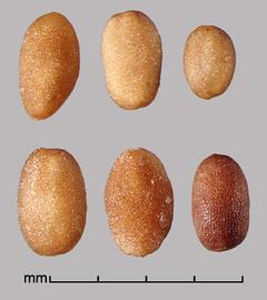  dorsal view of seeds 