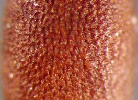  surface detail of seed 