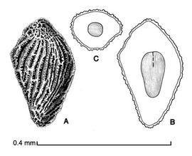   Striga asiatica   (L.) Kuntze A, seed; B, longitudinal section of seed showing embryo; C, transection of seed; drawing by Lynda E. Chandler

