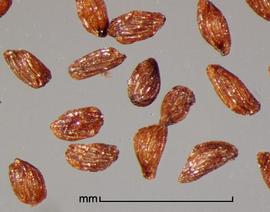   S. gesnerioides   (Willd.) Vatke seeds