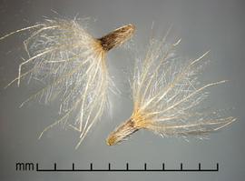  achenes 