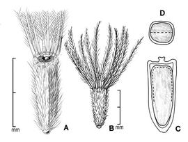  A, achene; B, achene with entire pappus; C, longitudinal section of achene showing embryo; D, transection of achene; drawing by Lynda E. Chandler 