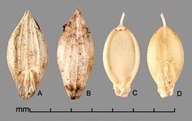  A, spikelet in ventral view showing lower glume and sterile lemma; B, spikelet in dorsal view showing upper glume; C, floret in ventral view showing palea and margins of fertile lemma; D, floret in dorsal view showing lemma 
