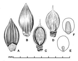  A, spikelet in ventral view; B, spikelet in dorsal view; C, floret in ventral view; D, floret in dorsal view; E, caryopsis in ventral view; F, caryopsis in dorsal view; drawing by Lynda E. Chandler 