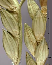  portions of inflorescence; photo by Mark Thurmond 