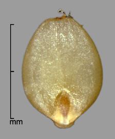  caryopsis in ventral view showing hilum; photo by Mark Thurmond 