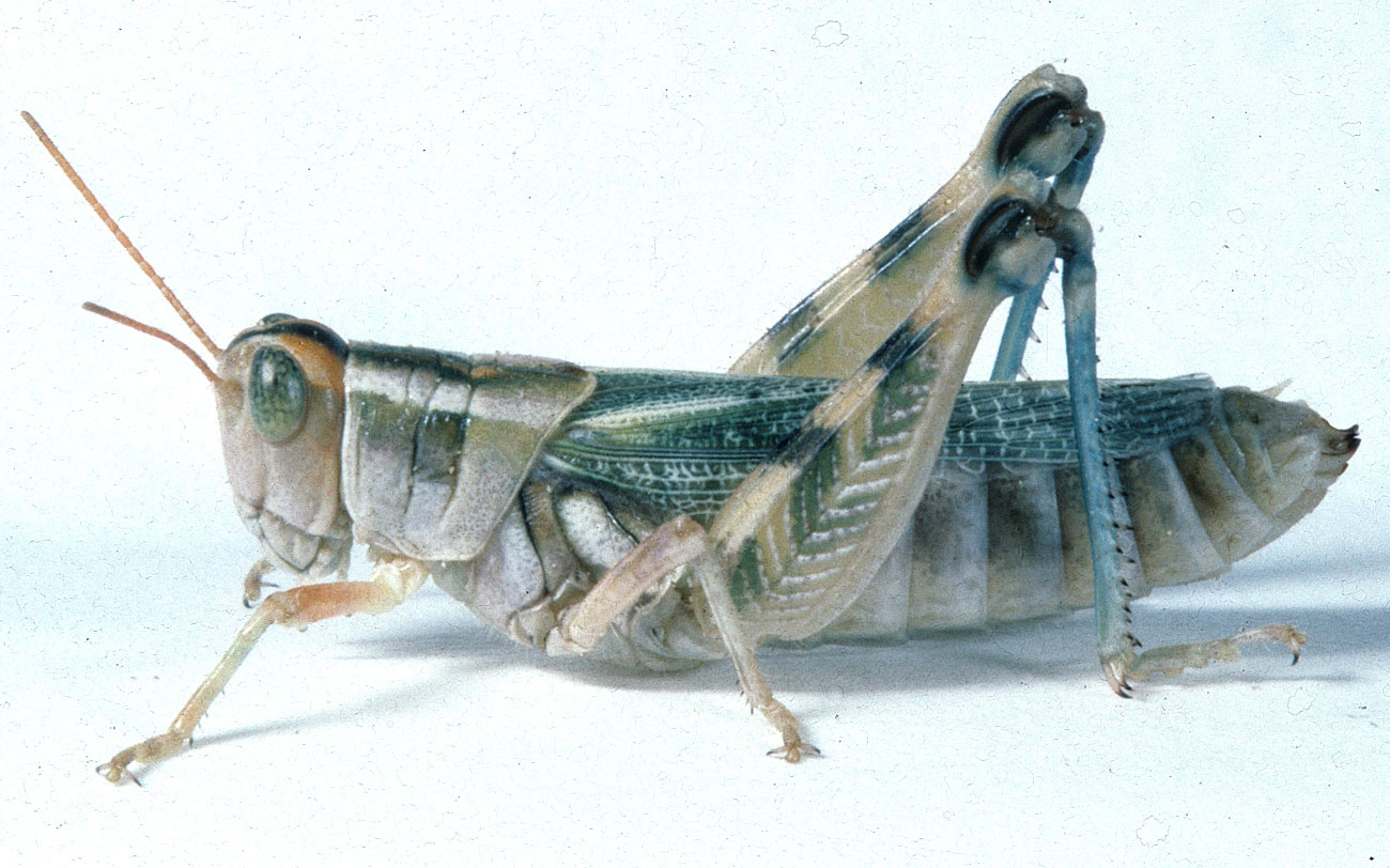 Fig. 7, adult female: BL 18.8-25 mm, FL 11-13 mm, AS 23-25 (northern subspecies A. turnbulli turnbulli )