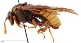   Cimbex americana , lateral view; photo by Todd Gilligan, USDA APHIS PPQ ITP 
