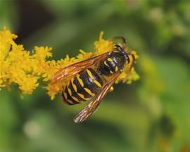   Dolichovespula arenaria ; photo by Dan Mullen, Flickr 
