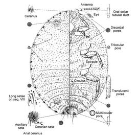   Dysmicoccus brevipes   Illustration by Judy Illtis 
