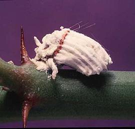   Icerya purchasi  
 Photo by Avas Hamon amp; Jeff Lotz 