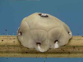   Ceroplastes cirripediformis  
 Photo by A. Hamon amp; J. Lotz 