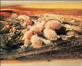   Saccharicoccus sacchari  
 Photo by Shocirc;zocirc; Kawai 