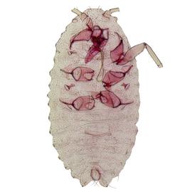   Phenacoccus gossypii  