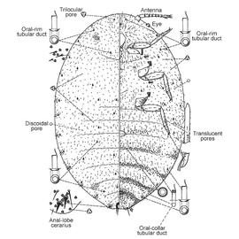   Spilococcus mamillariae   
 Illustration by McKenzie 
