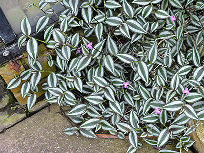 Tradescantia