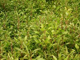  Alternanthera ficoidea ; photo: S.L. Winterton 