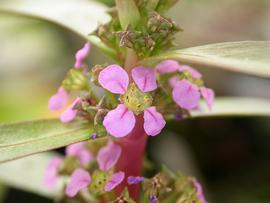   Ammannia gracilis  flowers; photo: S.L. Winterton 