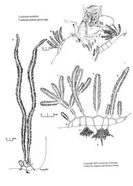   Caulerpa taxifolia ; drawing copy; University of Florida/IFAS Center for Aquatic and Invasive Plants, used with permission 