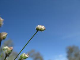   Centrolepis strigosa  flower head; photo copy; Harry Rose 