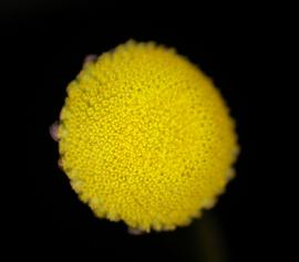   Cotula coronopifolia  flower head; photo: S.L. Winterton 