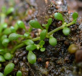   Elatine hydropiper  flower; photo: S.L. Winterton 