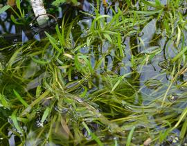   Heteranthera dubia , emersed; photo: S.L. Winterton 