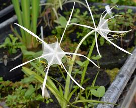   Hymenocallis  sp. flowers; photo: S.L. Winterton 