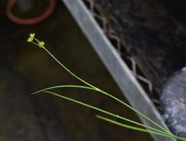   Juncus  sp. inflorescence; photo: S.L. Winterton 